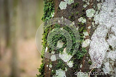 Green moss on a tree trunk, view on a rainy day Stock Photo