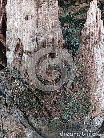 Green moss on tree trunks Stock Photo