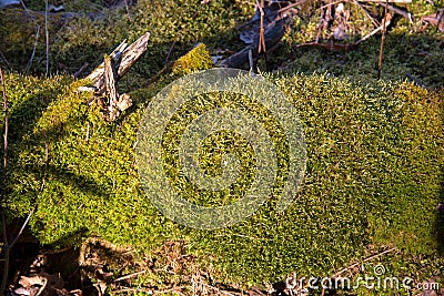 Green moss on the trunk of an old rotten tree that fell to the ground in the forest. Dead wood in wildlife background Stock Photo