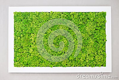 Green moss on the wall in the form of a picture. Beautiful white frame for a picture. Ecology Stock Photo
