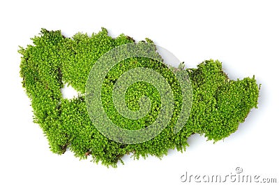 Green moss on white bakground Stock Photo