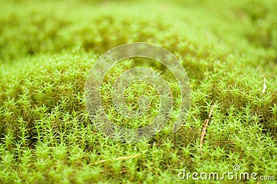 Green mosses Stock Photo