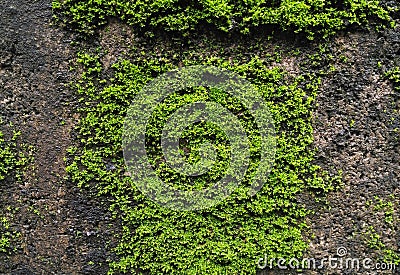 Green Mosses plants on the concrete brick wall Stock Photo