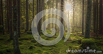 Green mossy forest with beautiful light from the sun shining Stock Photo