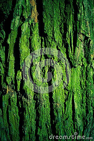Green mossy tree bark texture Stock Photo