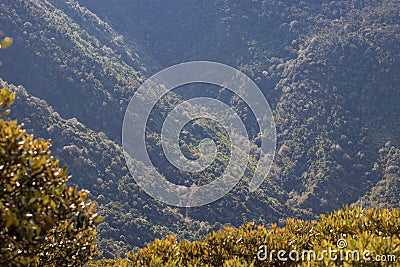 Green mountain full of tropical cloud forest of Costa Rica Stock Photo