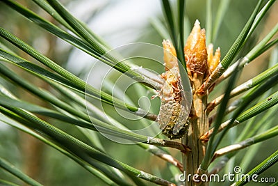 Green mountain pine Pinus mugo closeup with young cones on blurred colorful autumn forest background with beautiful bokeh Stock Photo