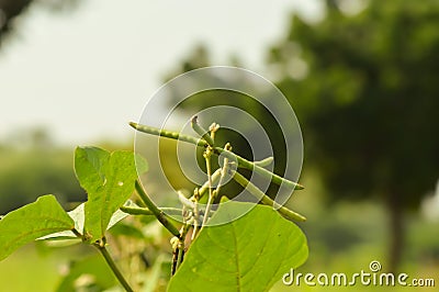 raw mung bean Stock Photo