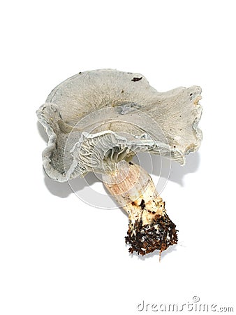 Blue-green mushroom Aniseed toadstool Clitocybe odora Stock Photo