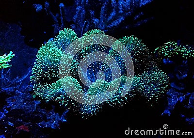 Green Mushroom Leather Coral Sarcophyton sp. Stock Photo