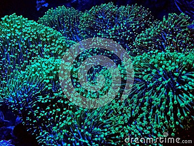 Green Mushroom Leather Coral Sarcophyton sp. Stock Photo