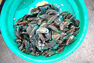 Green Mussel Perna Viridis in plastic salver. Stock Photo