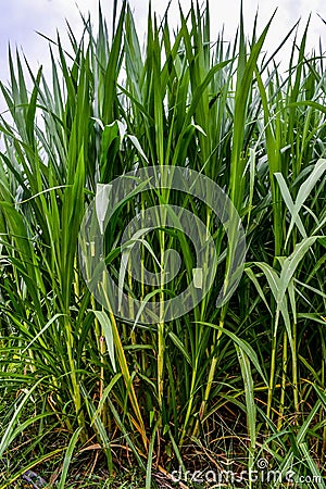 Green Napier Grass Stock Photo