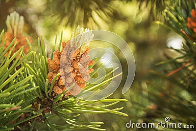 A green natural background with close-up view of a branch of pine flowering at the forest on sunny day, Kaliningrad region Stock Photo