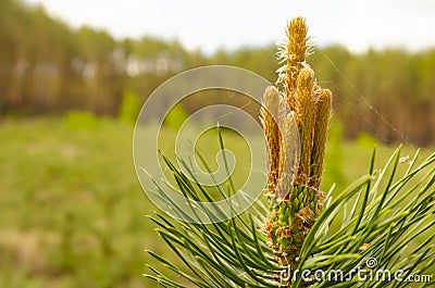 A green natural background with close-up view of a branch of pine flowering at the forest on sunny day. Young pine buds. Flowering Stock Photo