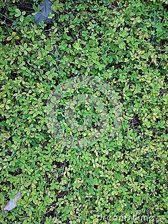 Green natural background of small leaves. Greenery summer or spring grass carpet texture. Blueish solid leaf surface vertical pat Stock Photo