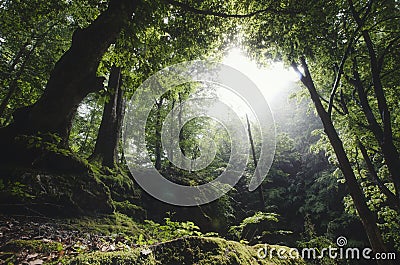 Green natural forest with moss in summer Stock Photo