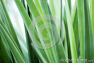 Green Natural Tropical Leafy Background with Long Slender Leaves Stock Photo