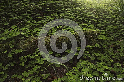 Green natural vegetation background Stock Photo