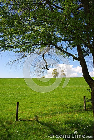 Green nature Stock Photo