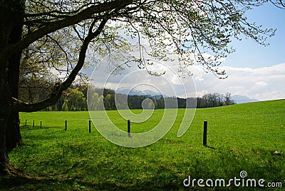 Green nature Stock Photo