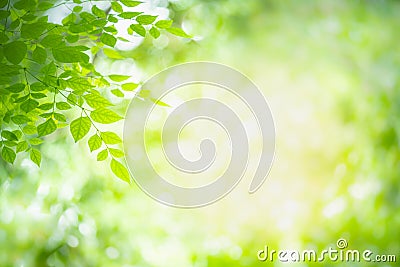 Green nature on blurred background. Stock Photo