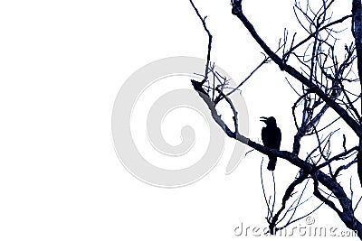 Dead tropical tree branches with a single raven sitting on the top Stock Photo