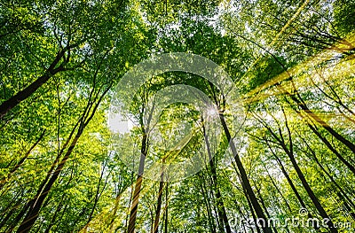 Green nature forest trees with rays of sunlight shines through the treetops Stock Photo