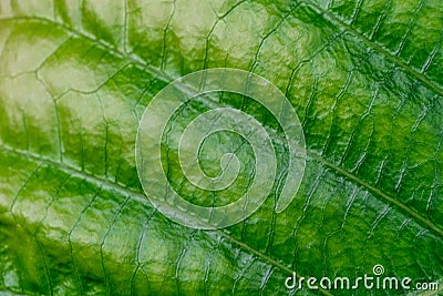 Green nature leaf texture in details as natural background or wa Stock Photo