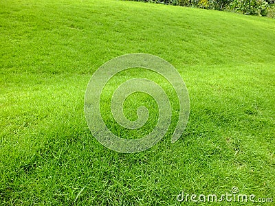 Green nature meadow ecosystem outdoor scenic non -woody Stock Photo