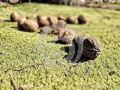 Green nature nut grass outdoor environment agriculture park leaf Stock Photo