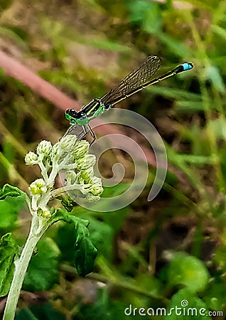 green needle dragonfly perched on grass flower Stock Photo