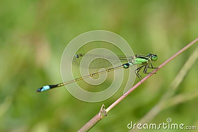 a green needle dragonfly that perches Stock Photo