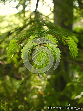 Green needle leaves in spring Stock Photo