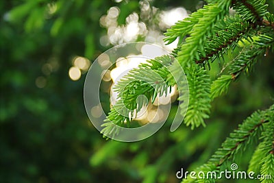 green needles ate in the light of the evening sun Stock Photo