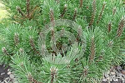 Green needles on branches of Pinus mugo Stock Photo