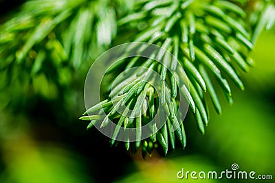 Green needles of a spruce tree Stock Photo