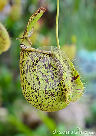 Green Nepenthes Stock Photo