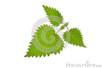 Green nettle Stock Photo