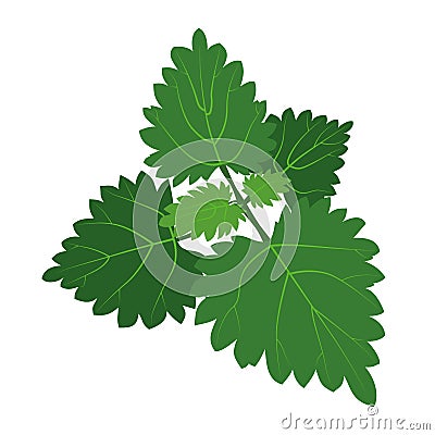 Green nettle bush with rounded leaves and veins Vector Illustration