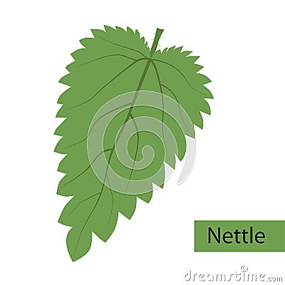 Green nettle leaf logo icon Vector Illustration