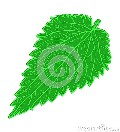 Green nettle leaf with veins Vector Illustration