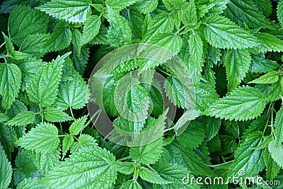 Green nettle leaves Stock Photo