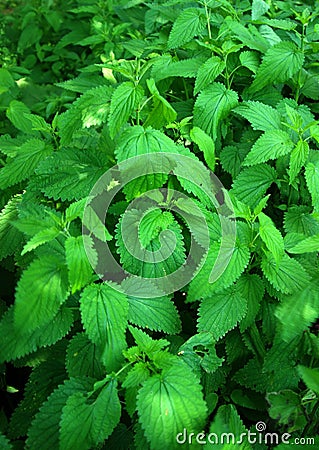 Green Nettle Leaves Stock Photo