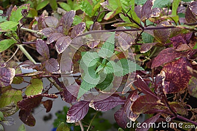Green nettle and purple leaves of cobaea in the garden on the balcony in autumn. Cultural and wild plants Stock Photo