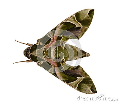 Green night butterfly. Stock Photo