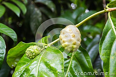 Green noni also known as Morinda citrifolia Stock Photo