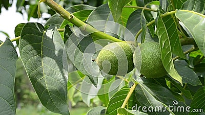 Green Nuts Close Up stock video. Image of light, life  49512121