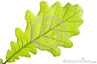 Green oak leaf close up Stock Photo