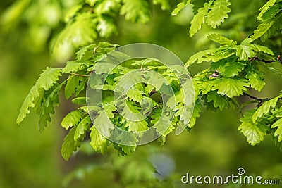 Green oak leaves (Quercus petraea) Stock Photo